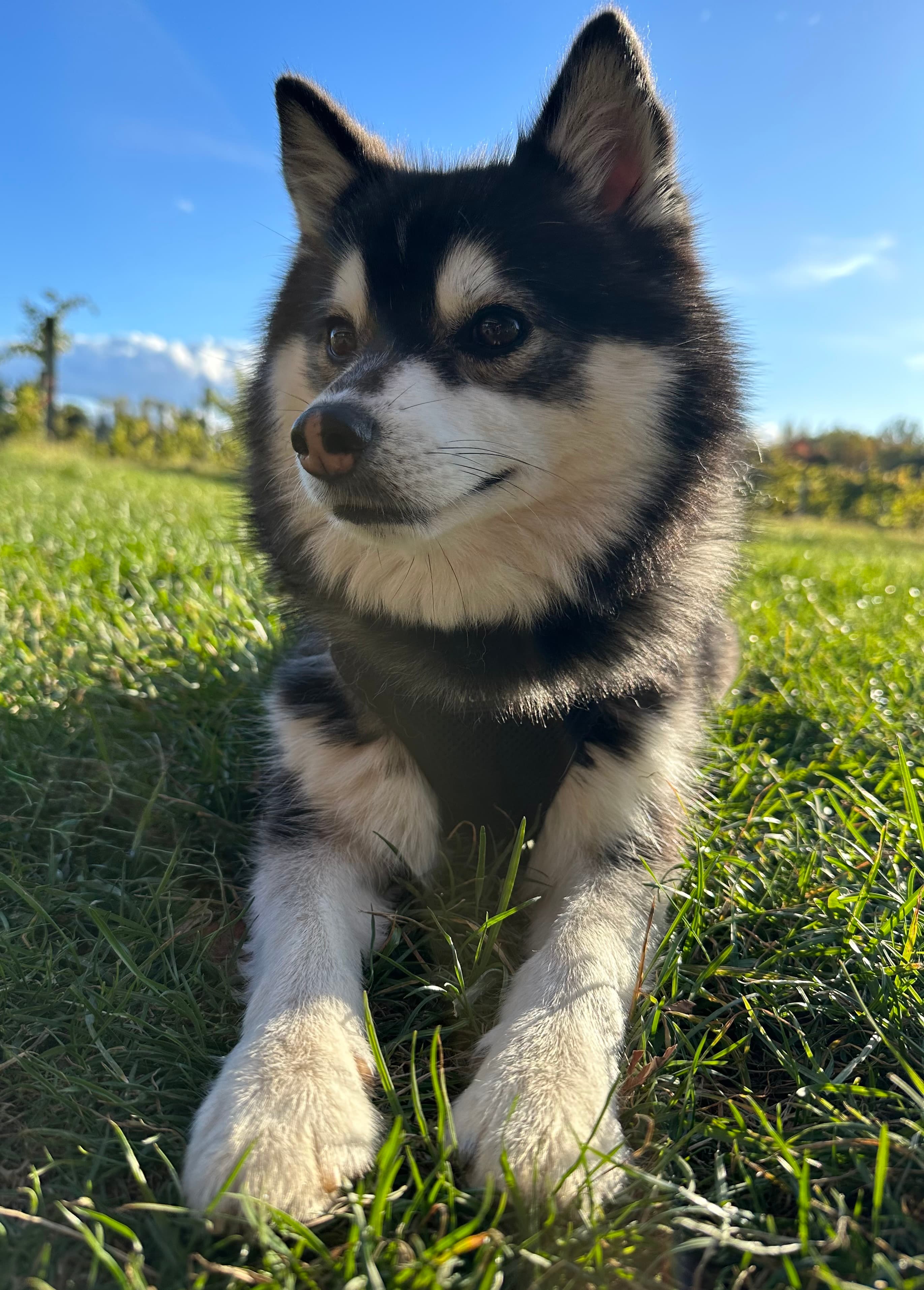 Huxley